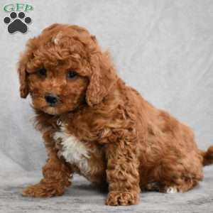 Wilson, Cavapoo Puppy